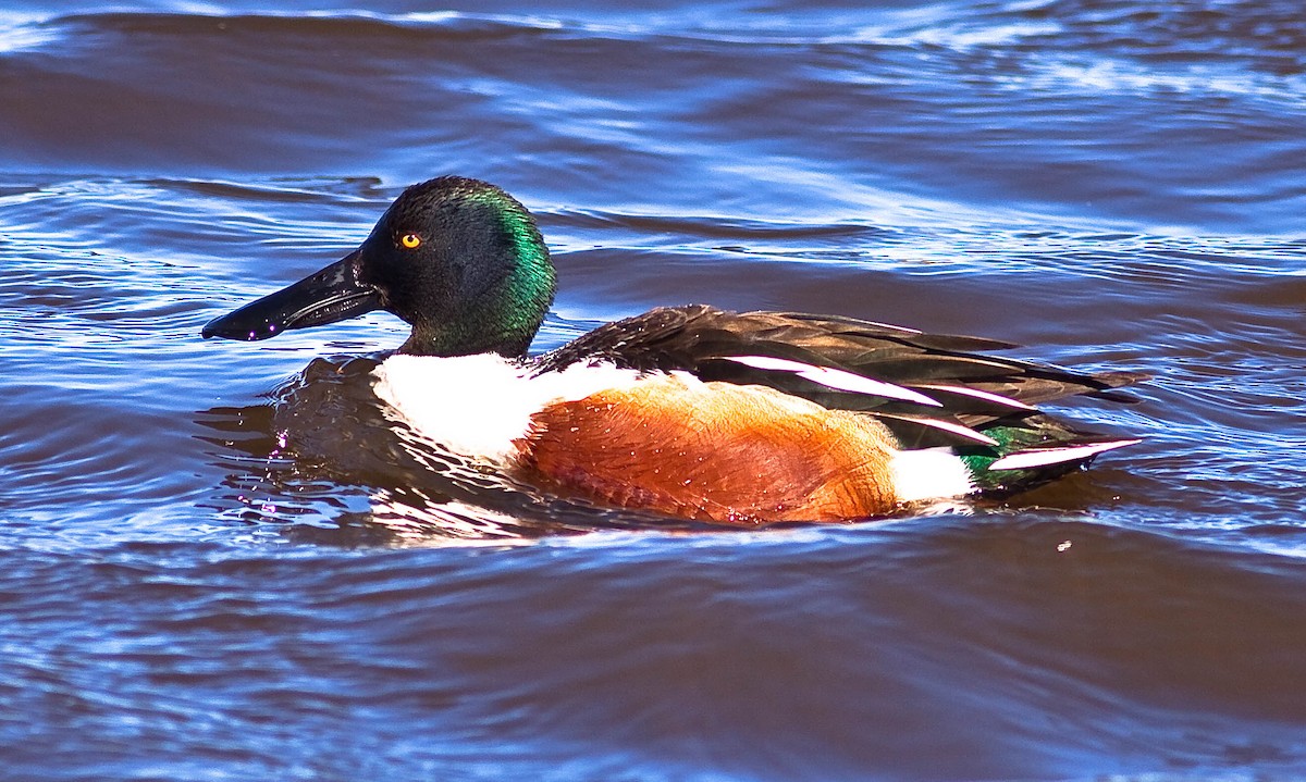 Mestolone - ML646774315