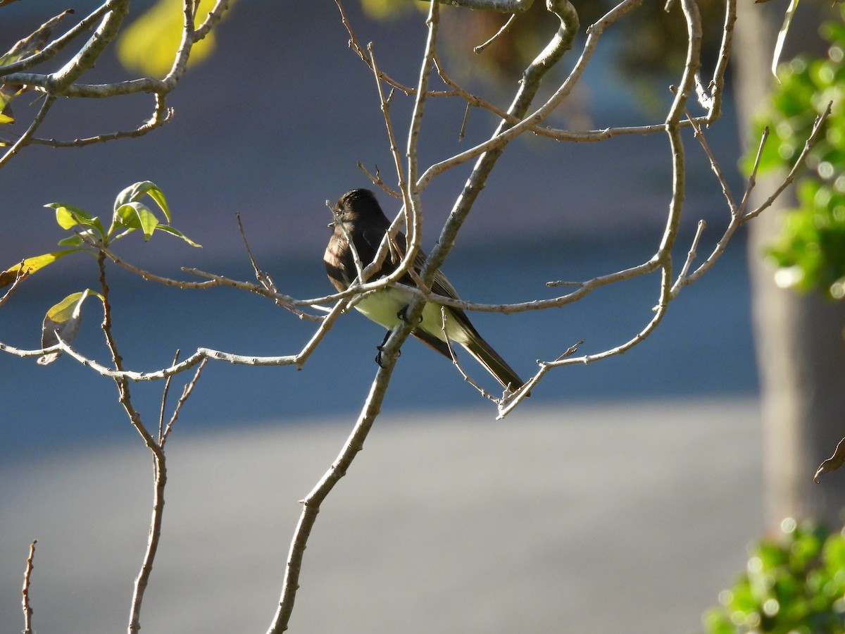 Black Phoebe - ML646774316