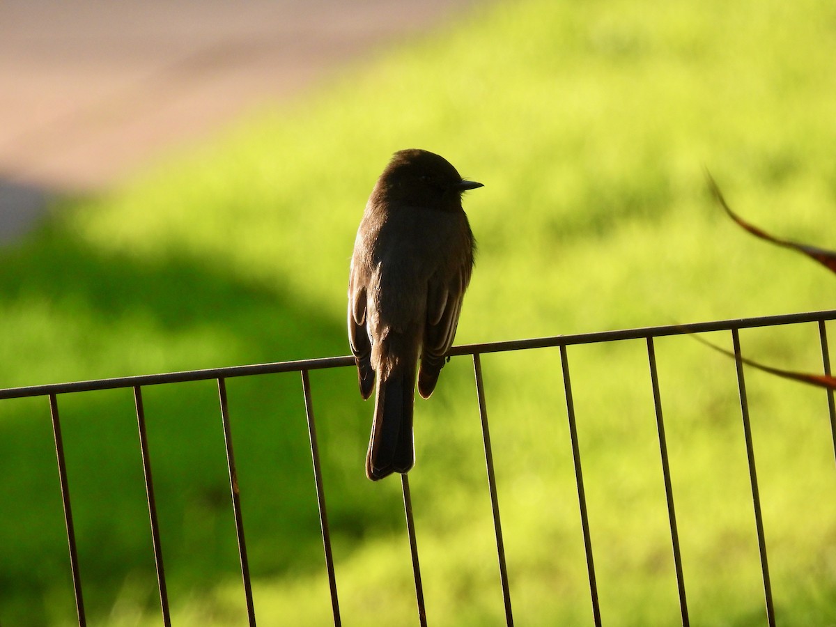 Black Phoebe - ML646774317
