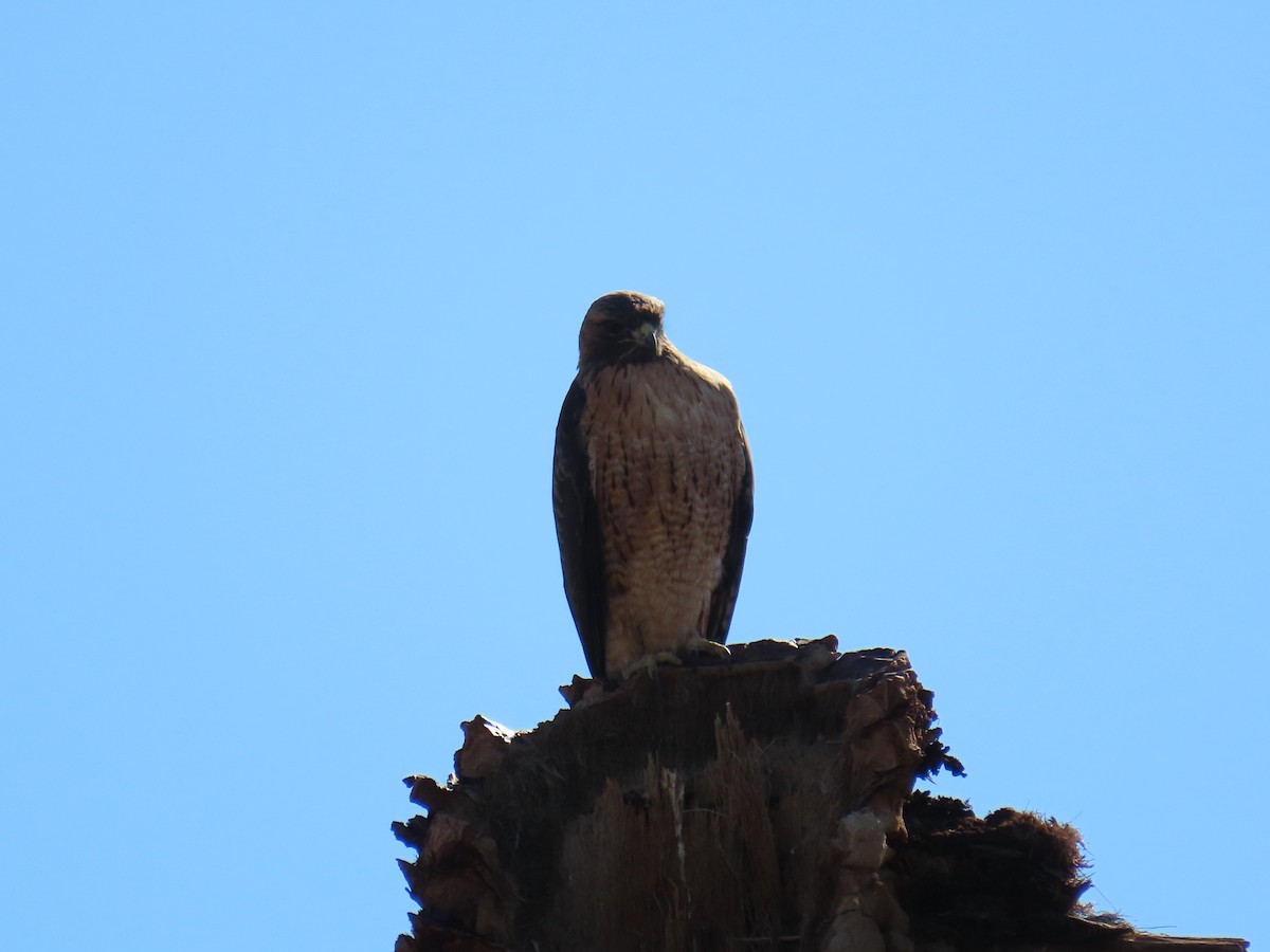 Poiana codarossa - ML646774318