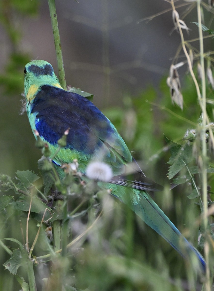 Ringsittich - ML646774319