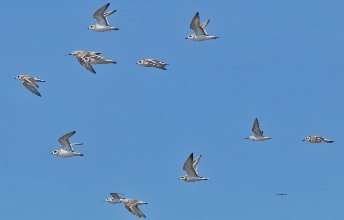 Fratino - ML646774320