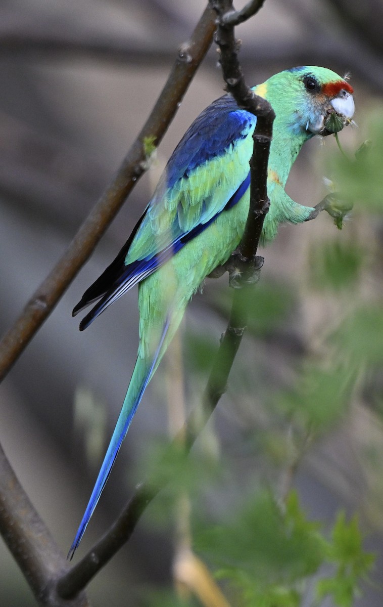 Ringsittich - ML646774321