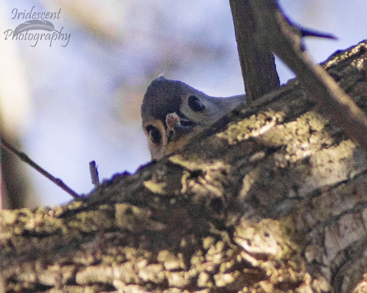 Grauhäubchenmeise - ML646774322