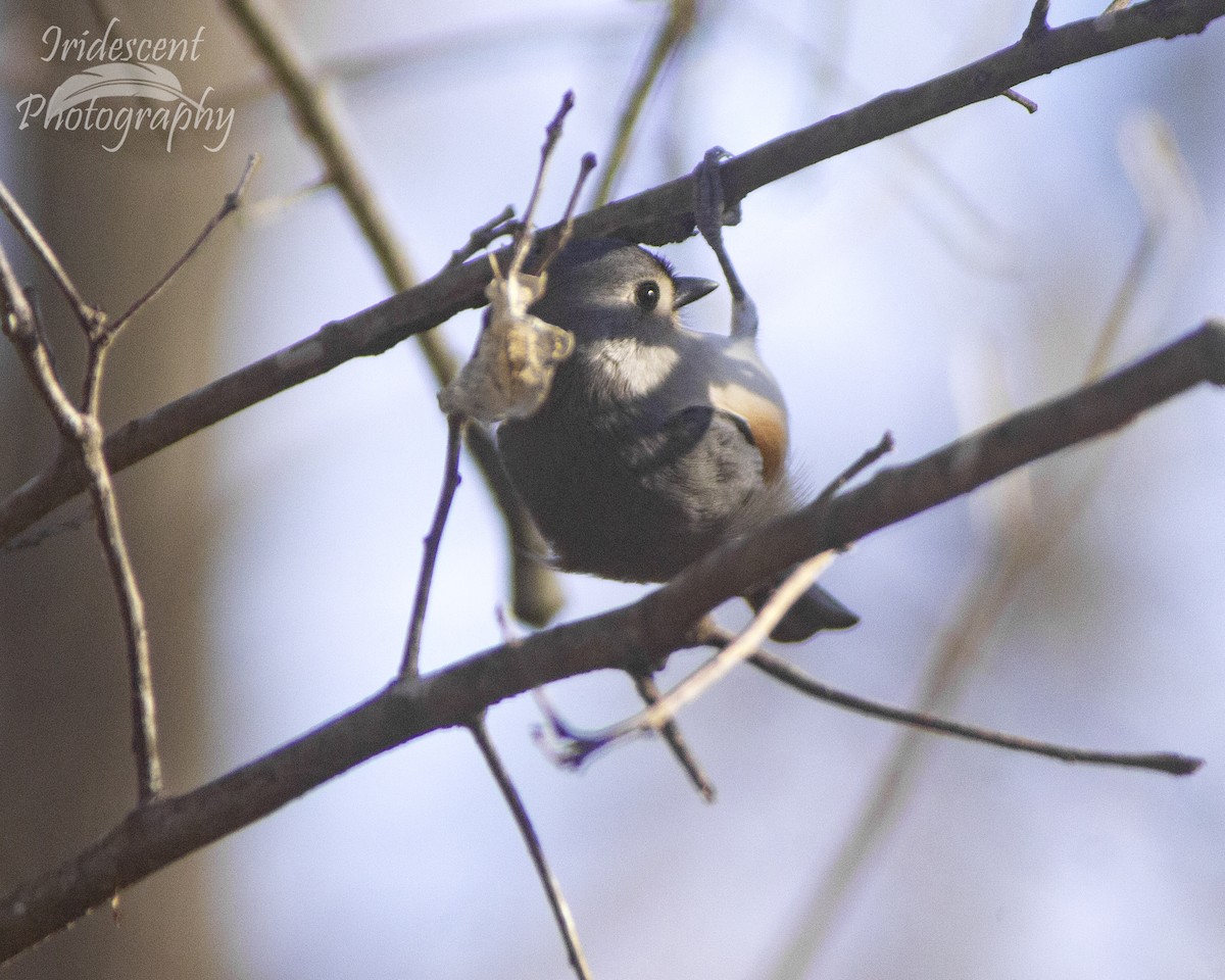 Grauhäubchenmeise - ML646774323