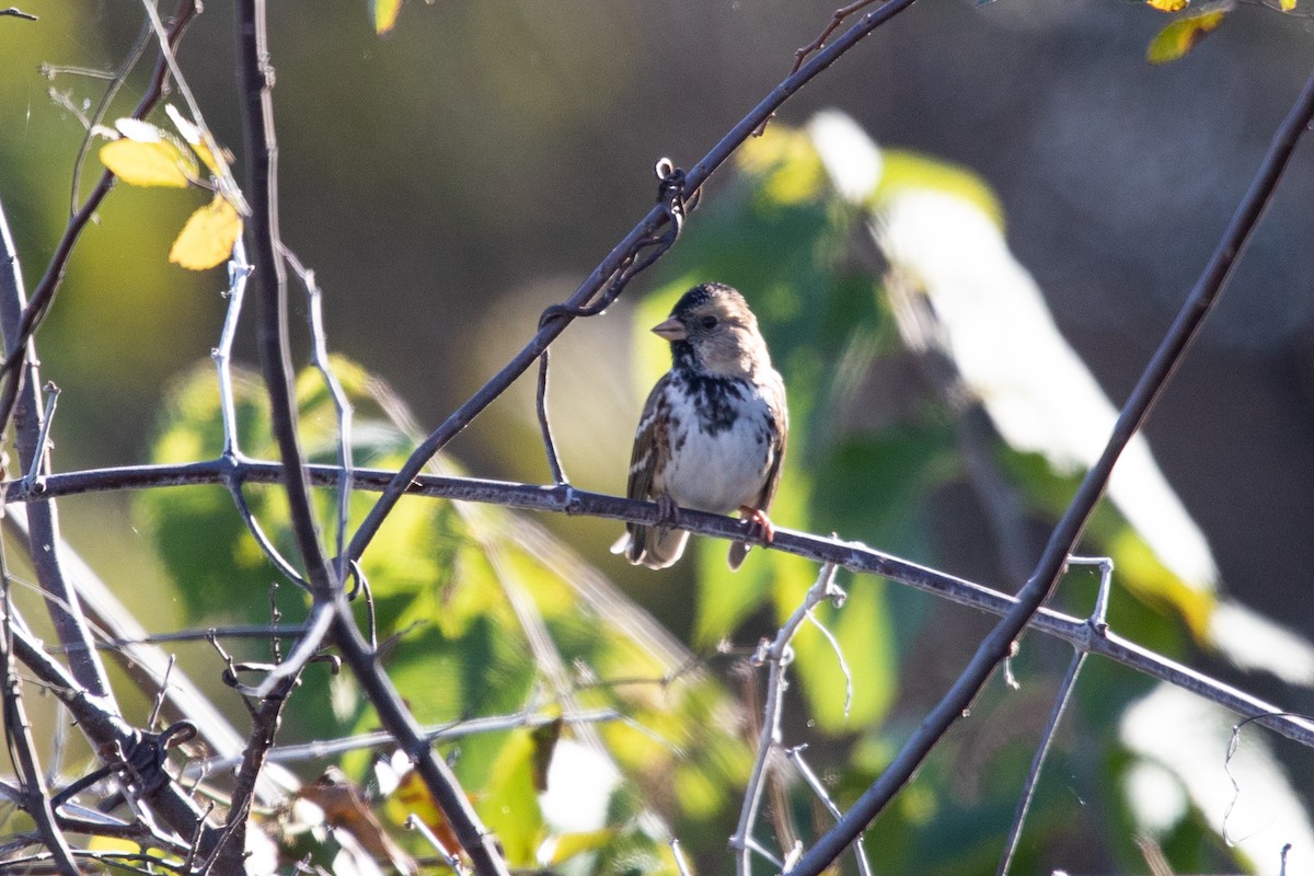 Harrisammer - ML646774324