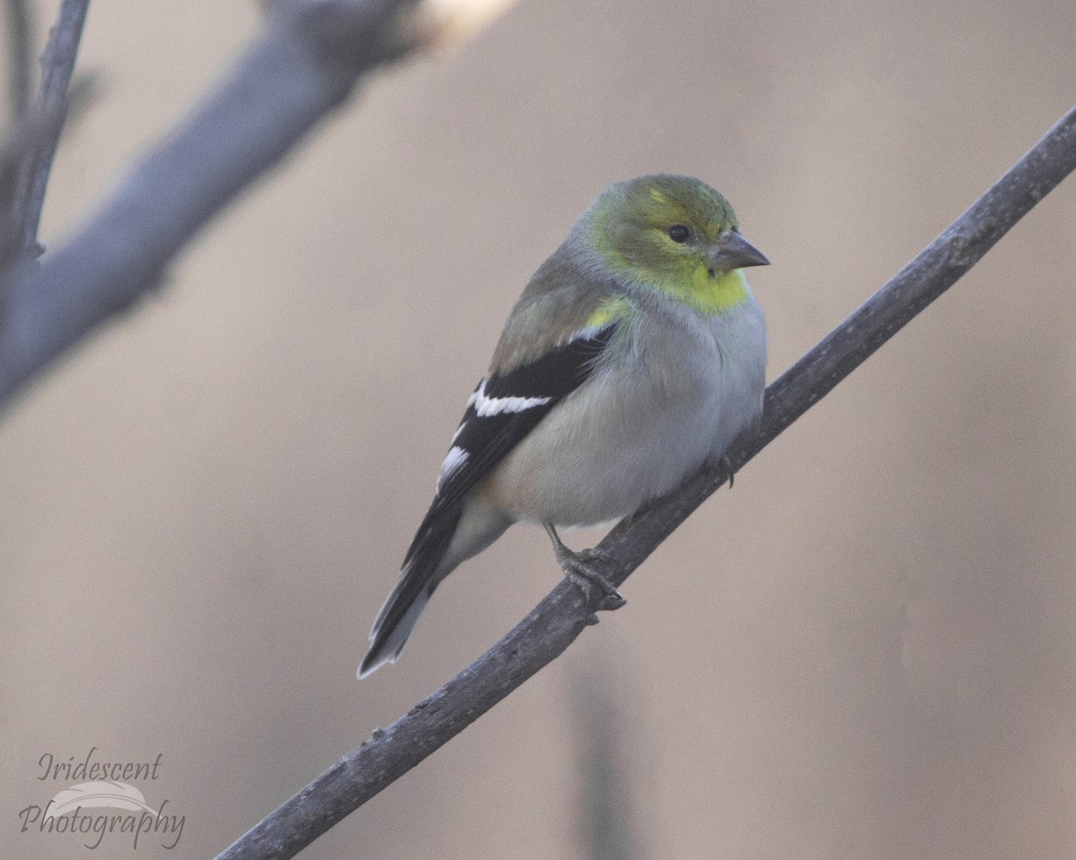 Goldzeisig - ML646774328