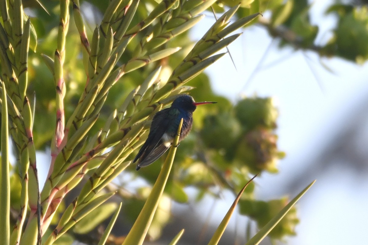 Blaugesichtkolibri - ML646774329