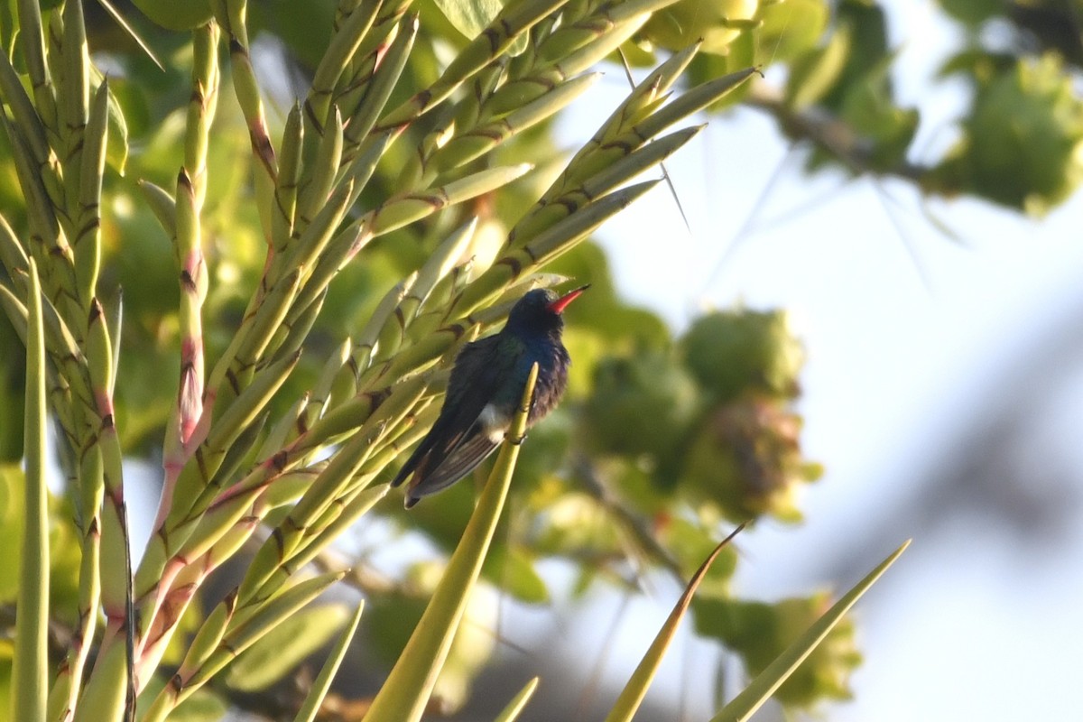 Blaugesichtkolibri - ML646774330