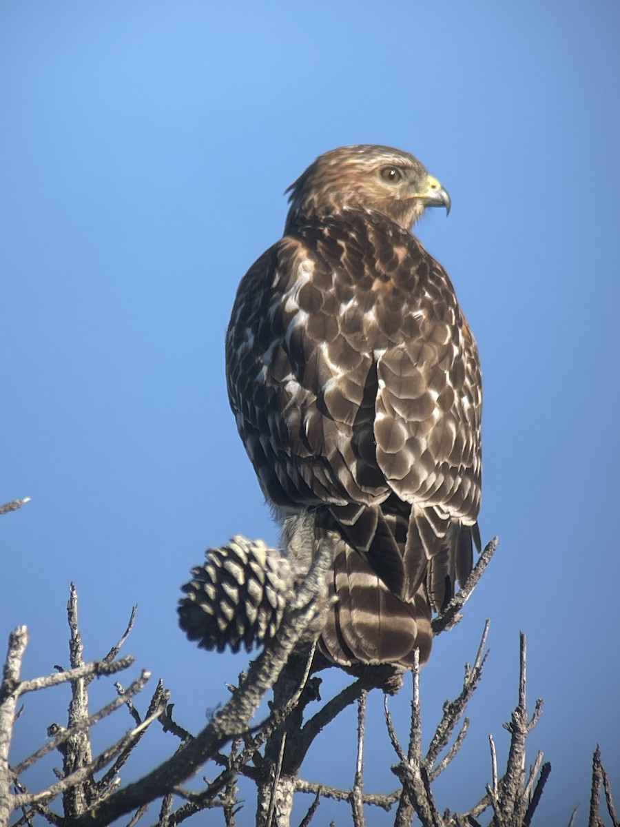 Rotschulterbussard - ML646774331