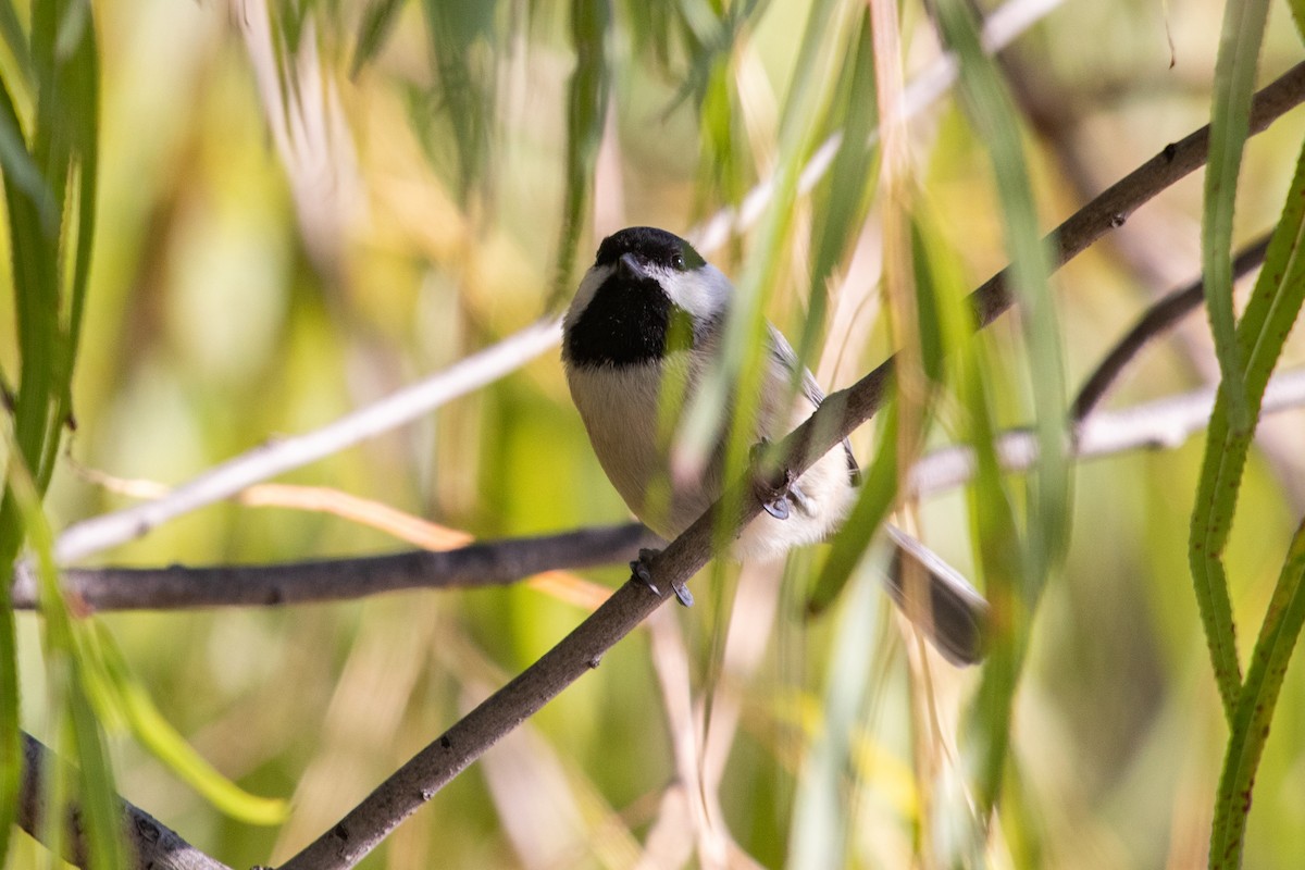 Carolinameise - ML646774333