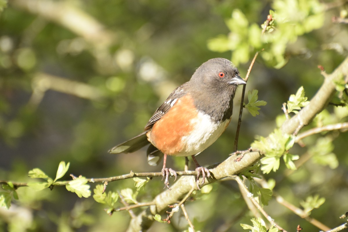 Fleckengrundammer - ML646774335