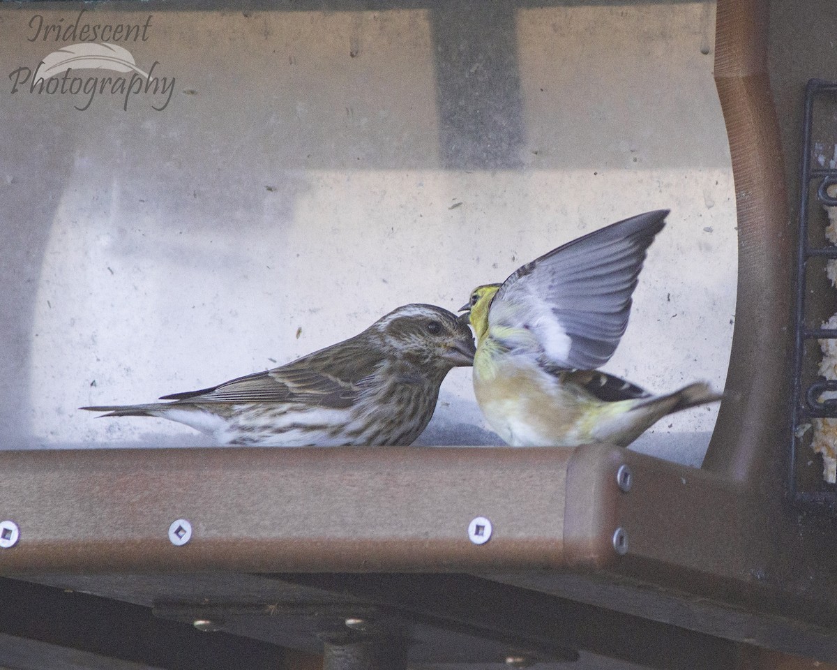 Purpurgimpel - ML646774336