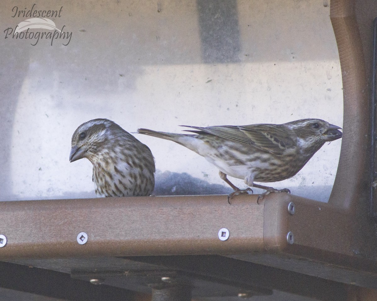 Purpurgimpel - ML646774337