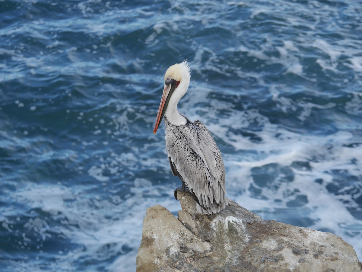 Braunpelikan - ML646774341