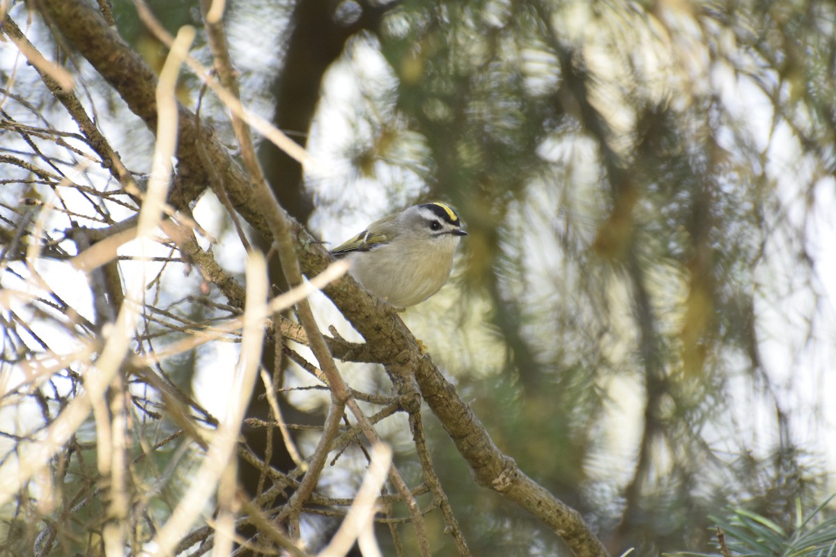 Indianergoldhähnchen - ML646774342