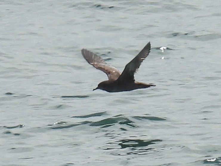 Keilschwanz-Sturmtaucher - ML646774343