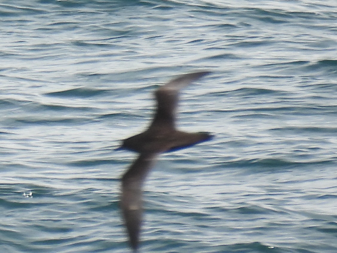 Keilschwanz-Sturmtaucher - ML646774344