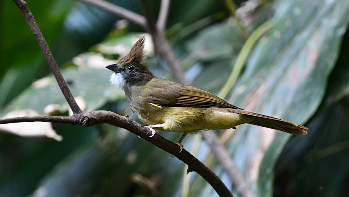 Braunhaubenbülbül - ML646774346