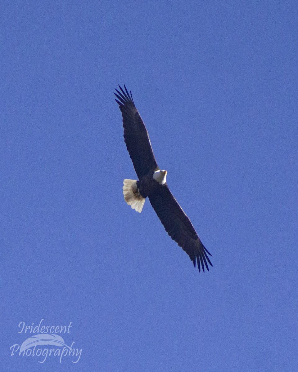 Weißkopf-Seeadler - ML646774347