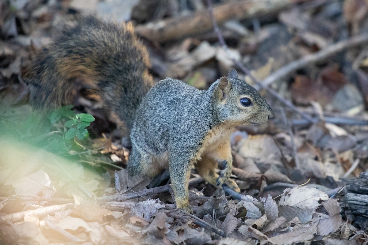 狐松鼠 - ML646774348