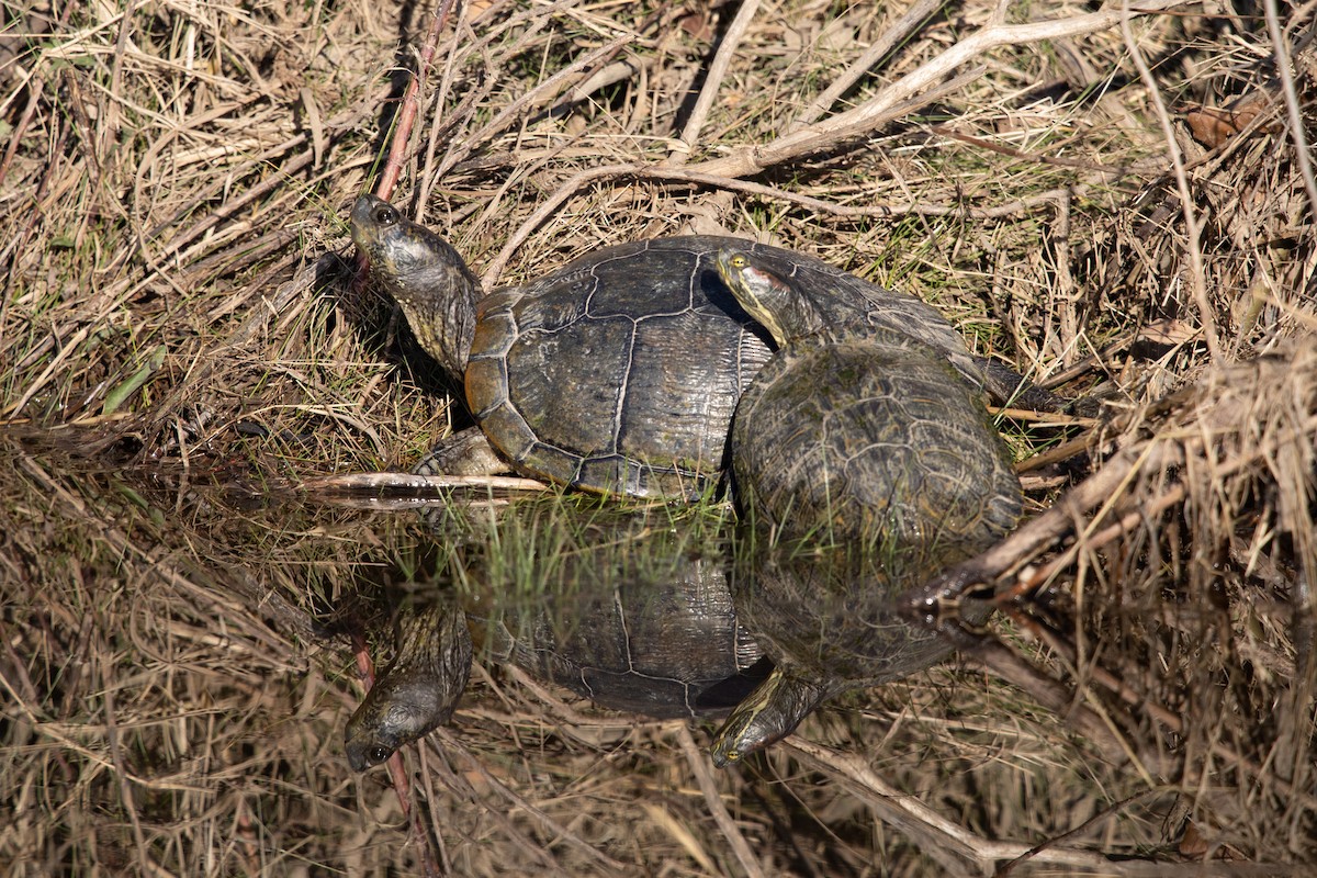 彩龜 - ML646774349