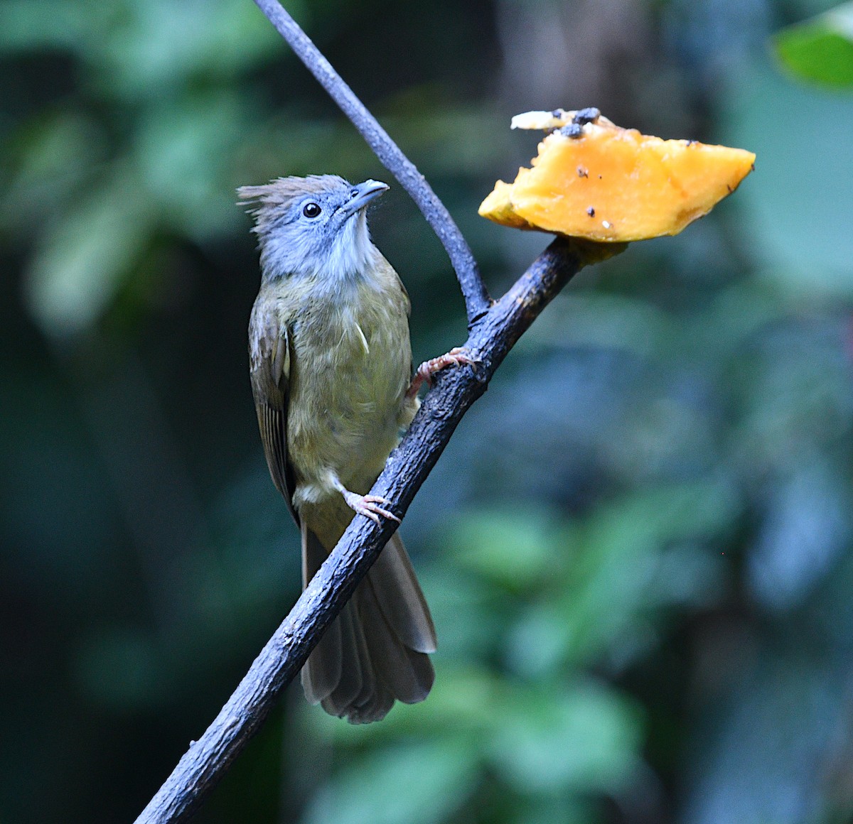 Schwarzbrauen-Buschtimalie - ML646774350