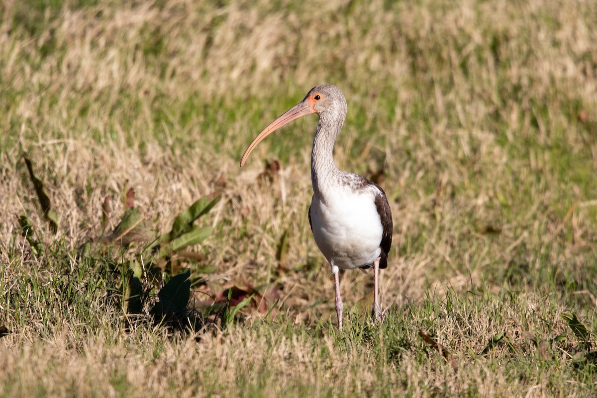 Schneesichler - ML646774352