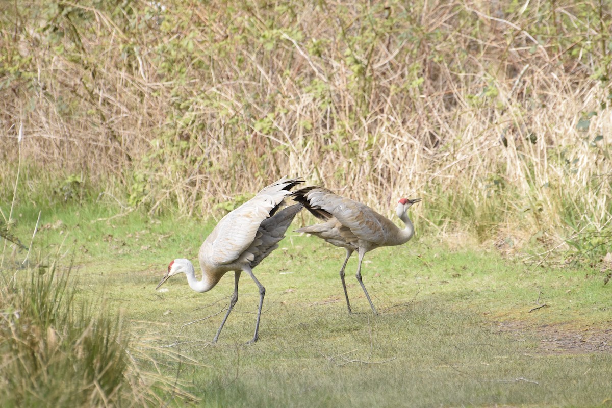 Kanadakranich - ML646774353