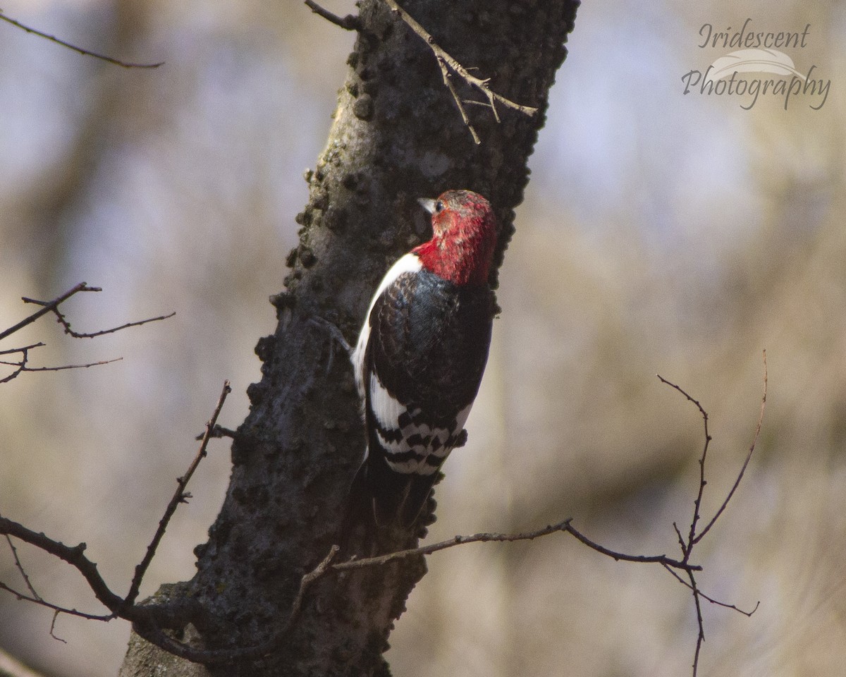 Rotkopfspecht - ML646774354