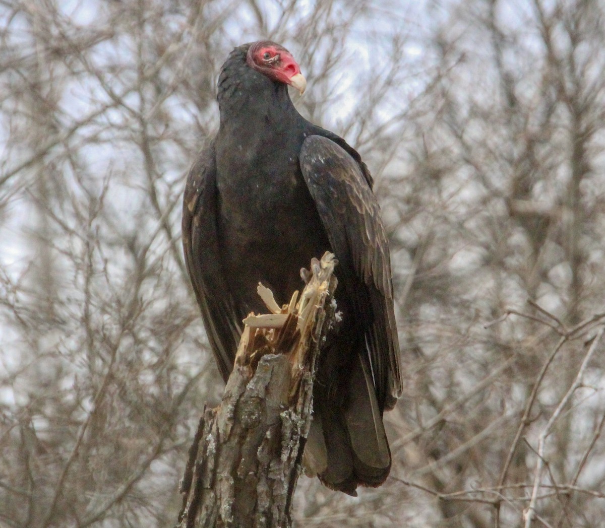 Truthahngeier - ML646774355