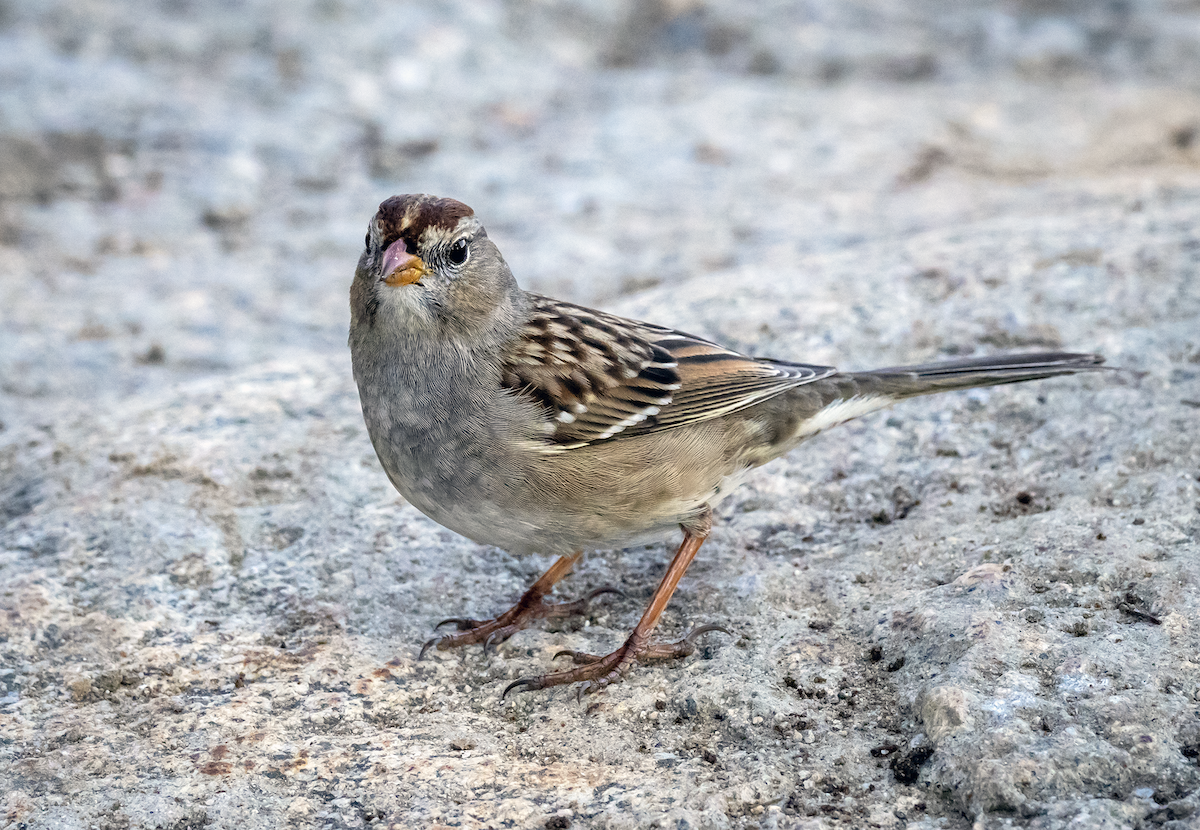White-crowned Sparrow - ML646774364