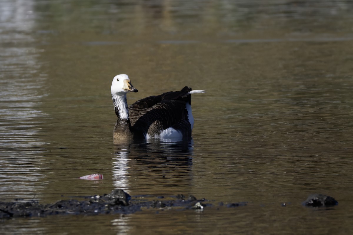 Одомашенный гусь sp. (Одомашен) x Канадская казарка (гибрид) - ML646774371