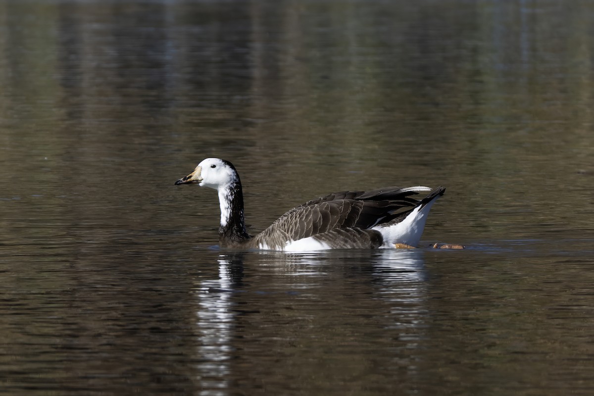 Одомашенный гусь sp. (Одомашен) x Канадская казарка (гибрид) - ML646774372
