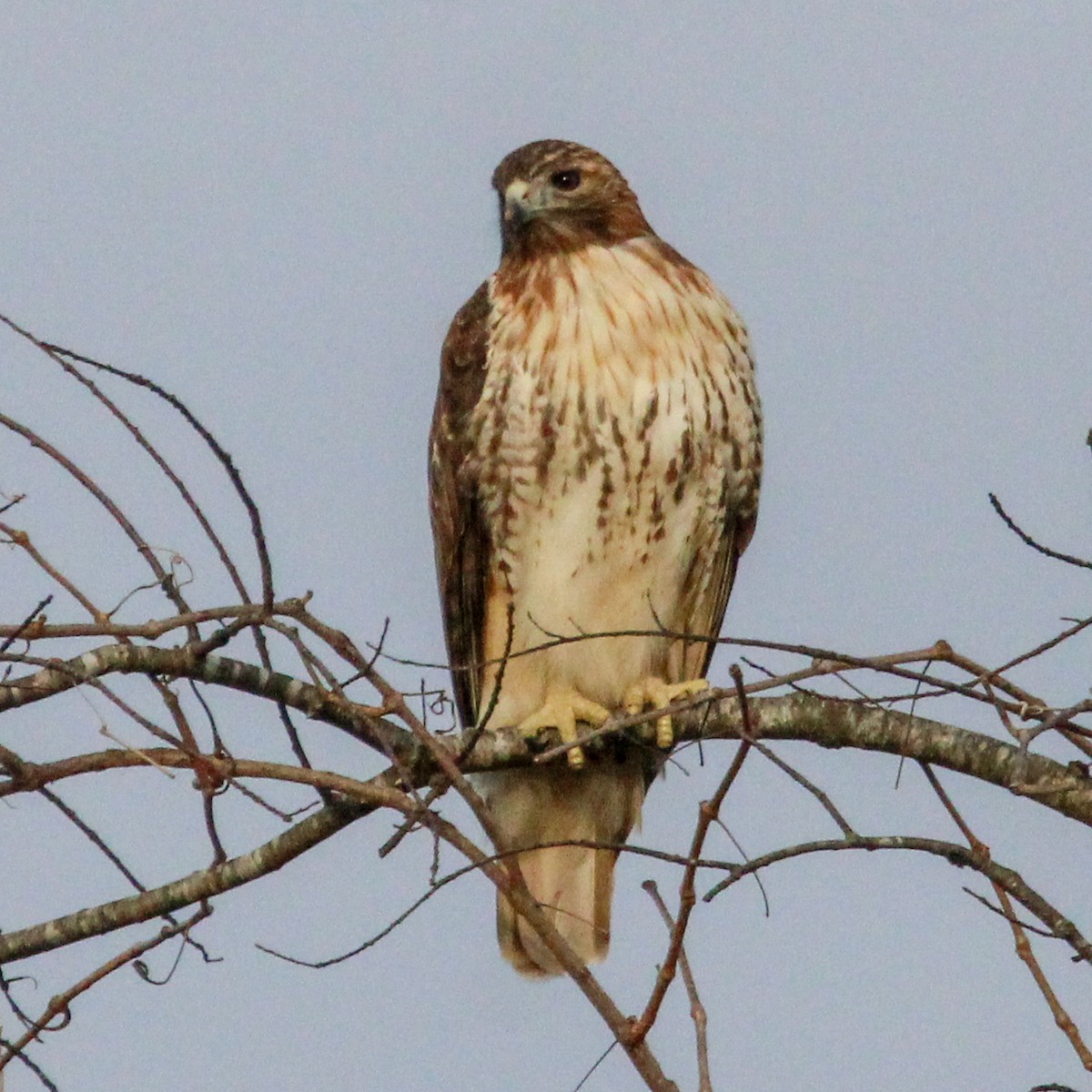 Red-tailed Hawk - ML646774373