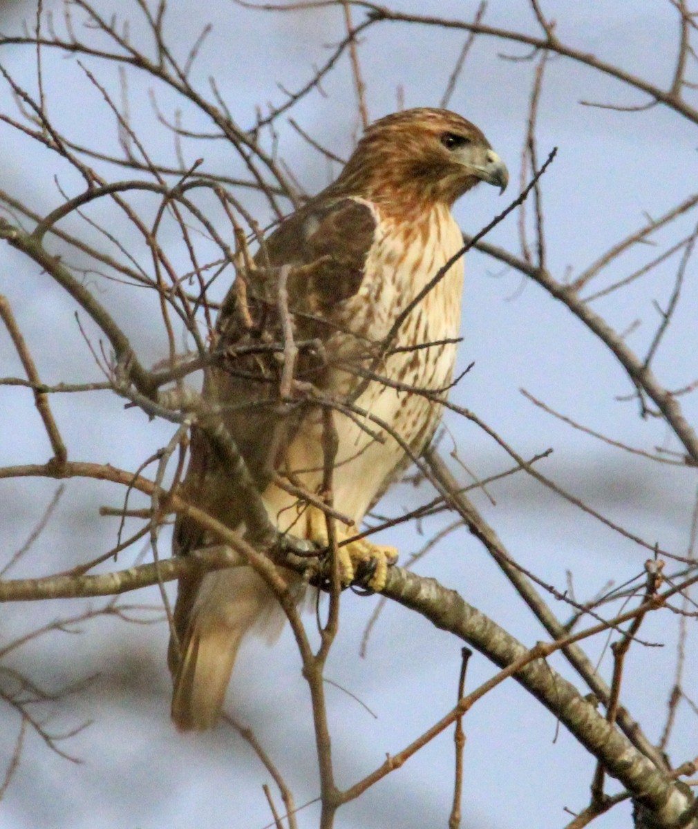 Red-tailed Hawk - ML646774374