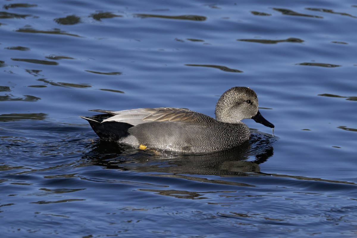 Gadwall - ML646774375