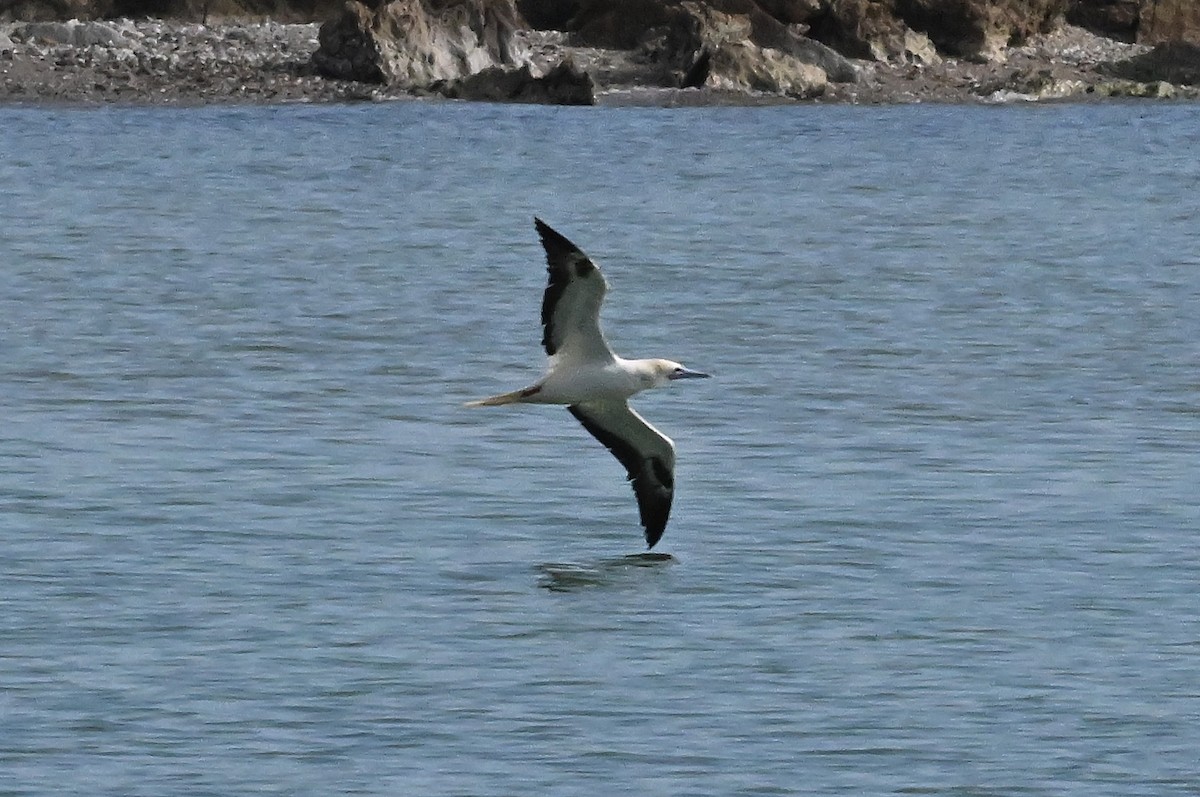 Zanga hankagorria - ML646774382