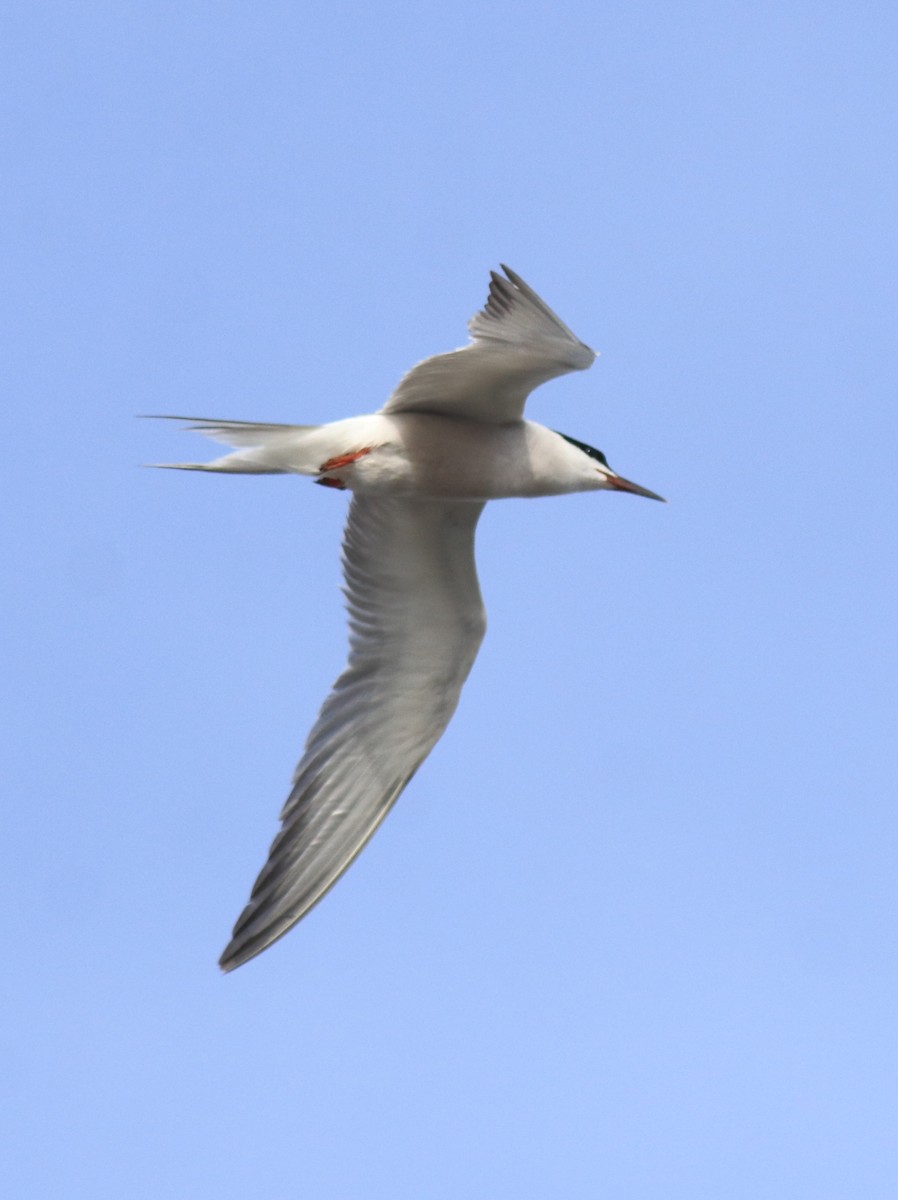 アジサシ - ML646774384