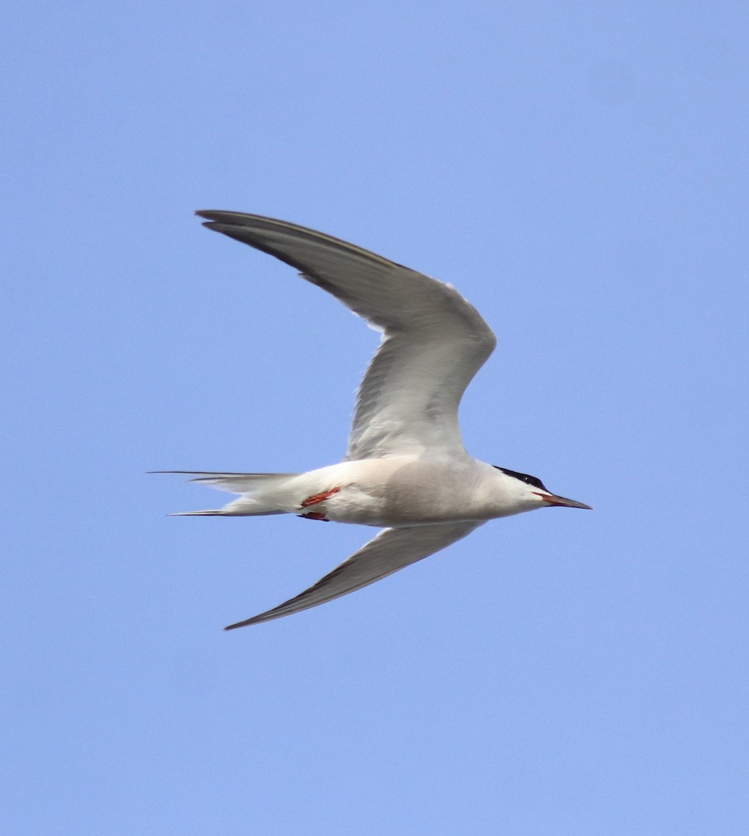 アジサシ - ML646774386