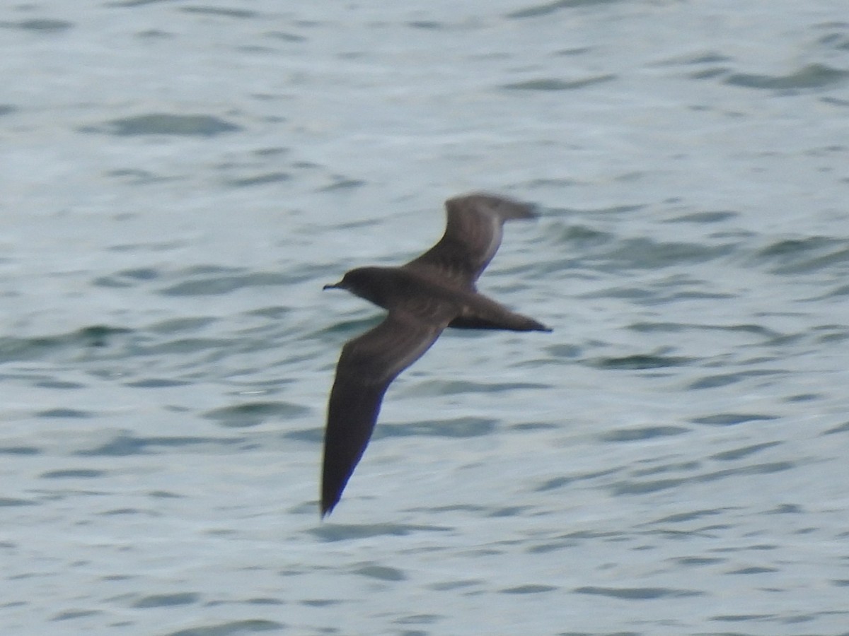 Short-tailed Shearwater - ML646774388