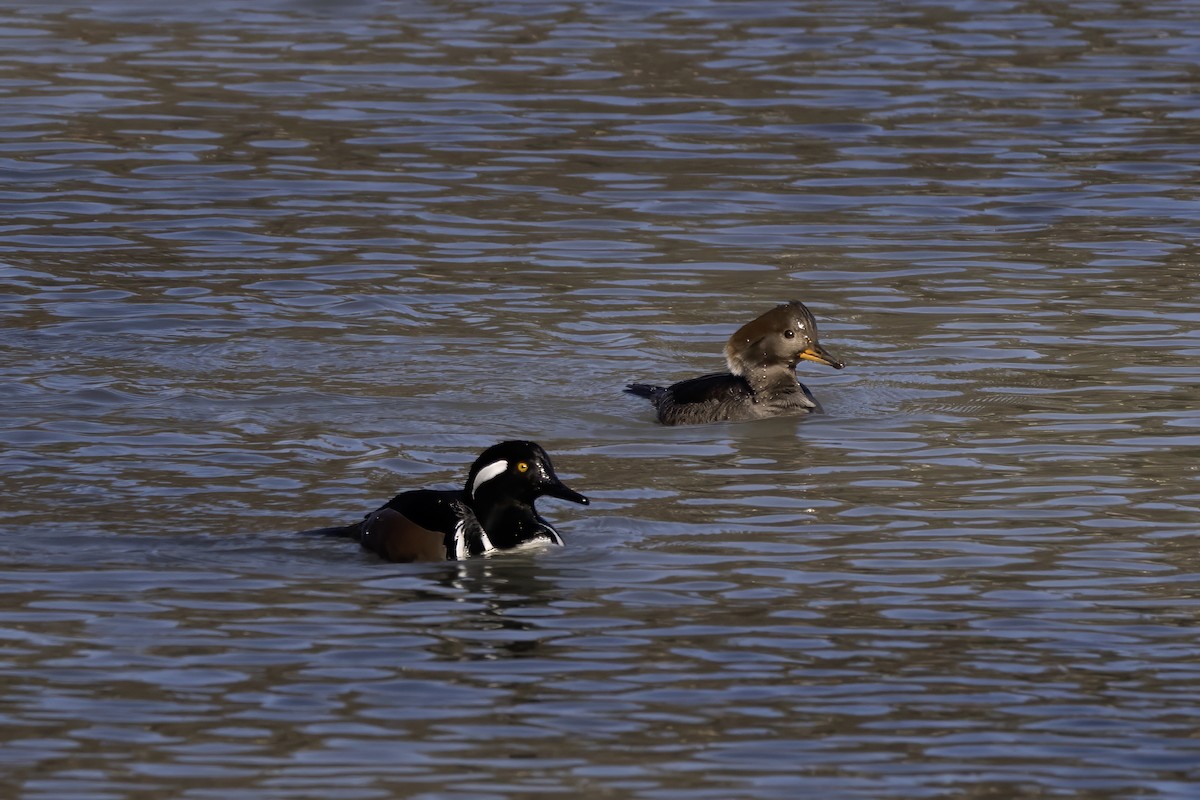 Hooded Merganser - ML646774389