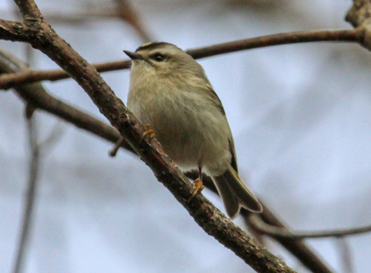 Erregetxo amerikarra - ML646774391