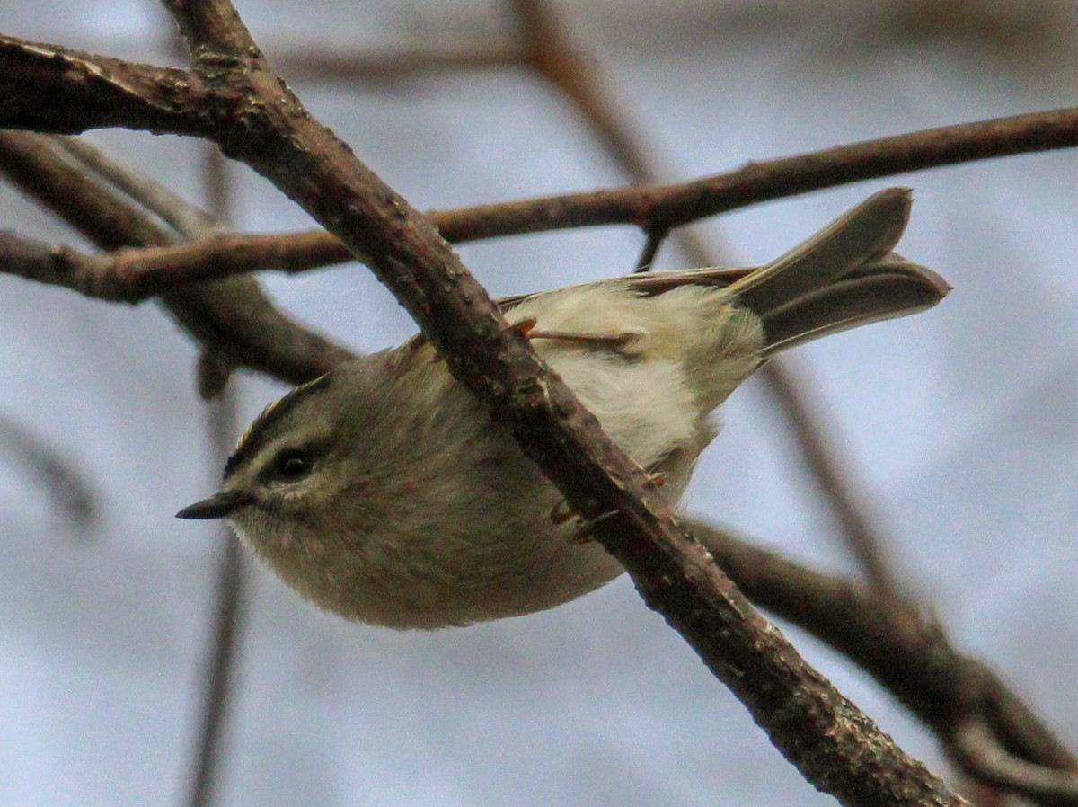 Erregetxo amerikarra - ML646774392