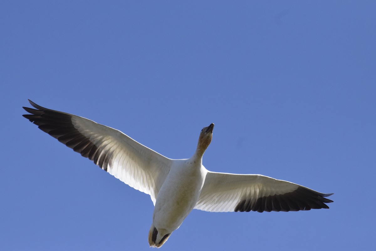 Snow Goose - ML646774393