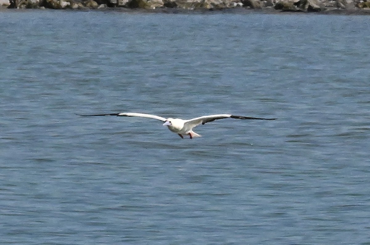 Zanga hankagorria - ML646774394