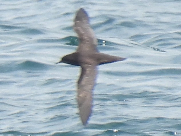 Wedge-tailed Shearwater - ML646774397