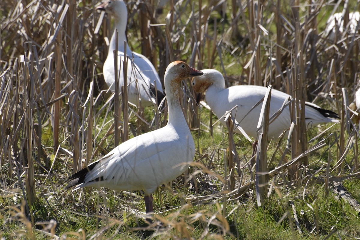 Snow Goose - ML646774398