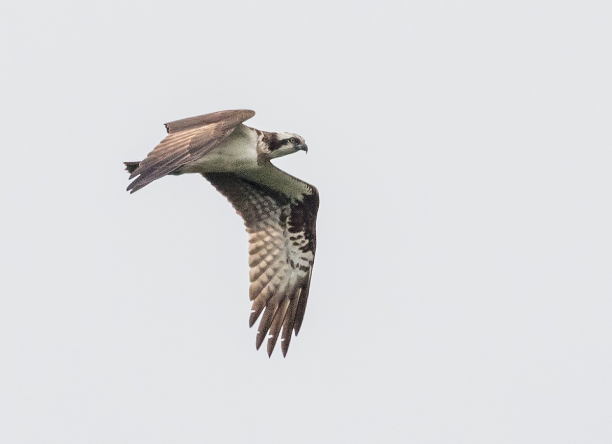 Osprey - ML646774400