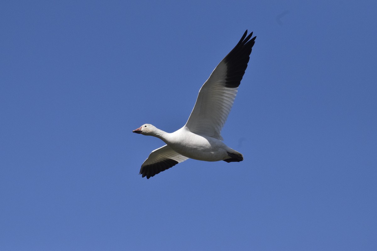 Snow Goose - ML646774402